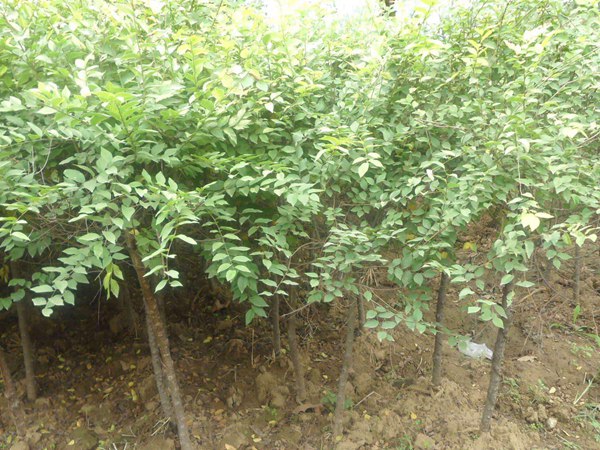 榆樹(shù)