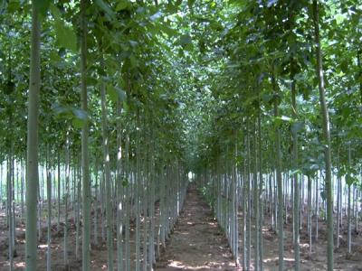 白毛楊小苗在哪里可以購(gòu)買得到？