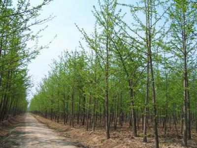 銀杏樹(shù)什么時(shí)候開(kāi)花，什么時(shí)候結(jié)果?