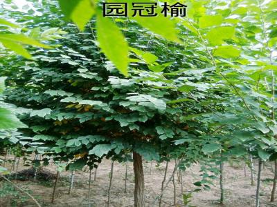 市面上3公分圓冠榆小苗的市場(chǎng)價(jià)格是多少？
