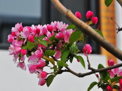 西府海棠如何繁殖，常見的繁殖方式是什么