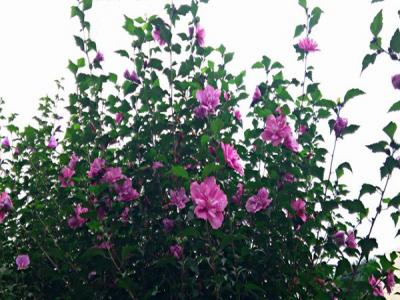 木槿花什么顏色，什么時(shí)候開(kāi)