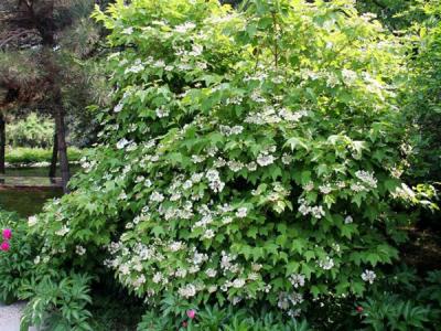 應(yīng)該如何區(qū)別天目瓊花以及瓊花 ？