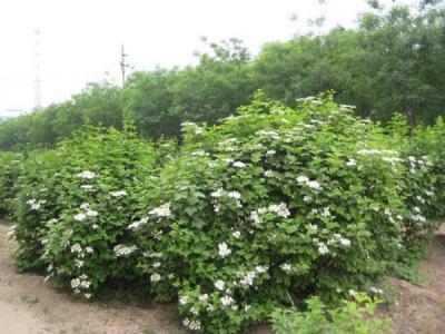 天目瓊花小苗可以去哪兒買 ？
