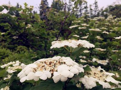 天目瓊花的美化綠化價(jià)值如何具體體現(xiàn) ？