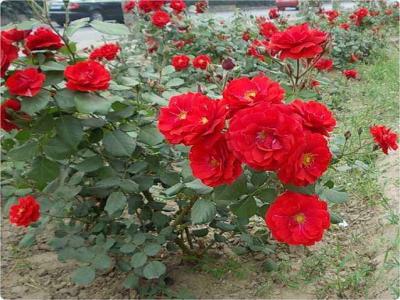 紅帽月季的優(yōu)缺點(diǎn)有哪些？