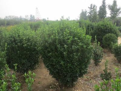 大葉黃楊的風(fēng)水寓意是什么 ？