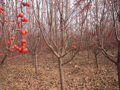冬紅果海棠什么時(shí)候開(kāi)花 ？