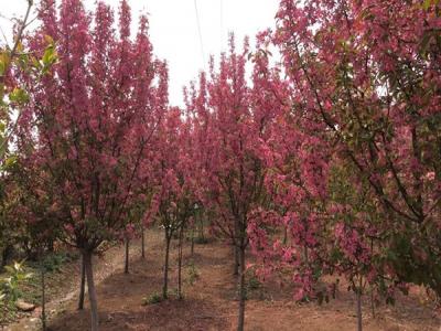 冬紅果海棠的種植需要注意些什么 ？