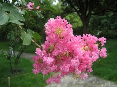 聽說(shuō)紫薇怕癢，這事是真的嗎 ？