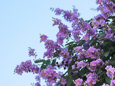 紫薇樹(shù)小苗應(yīng)該去哪里購(gòu)買(mǎi)，價(jià)格合理 ？