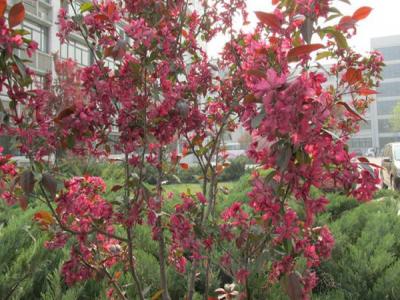 紅寶石海棠什么時候開花，什么時候結(jié)果?