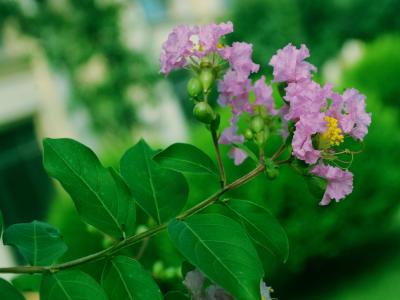紫薇的觀賞價(jià)值如何體現(xiàn)，應(yīng)該如何搭配種植 ？