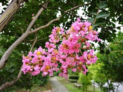 常見的紫薇全身都是寶，這些藥用價(jià)值你知道嗎 ？