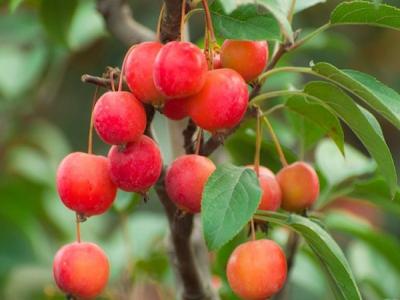 冬紅果海棠適合在南方種植還是北方種植 ？