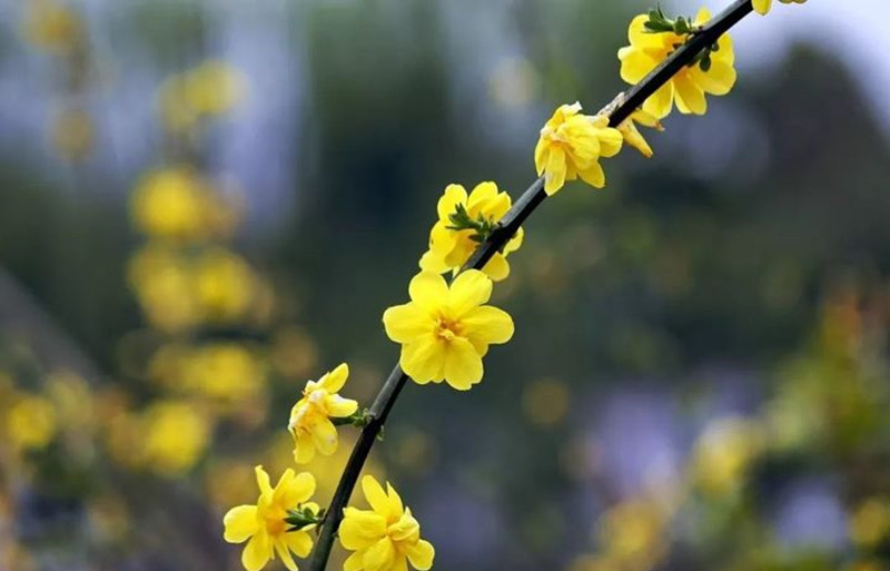 迎春花和連翹花有什么區(qū)別？