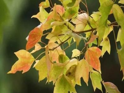 三角楓、五角楓、紅楓、羽毛楓的區(qū)別