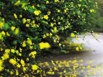 迎春花和連翹花有什么區(qū)別？