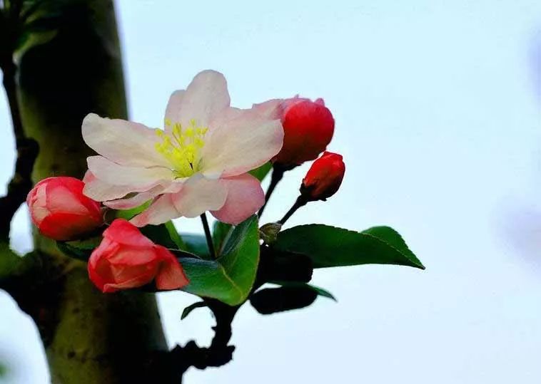 八棱海棠的果實(shí)能不能吃,八棱海棠的果實(shí)能吃嗎？