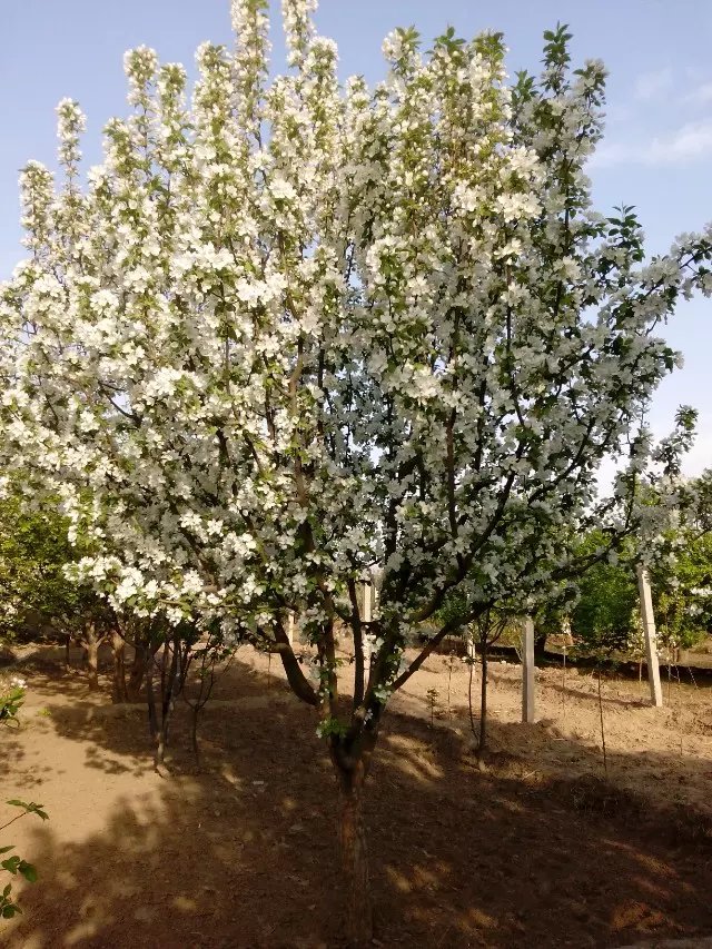 八棱海棠花期多久，幾月份開花