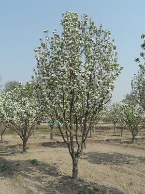 八棱海棠花期多久，幾月份開花
