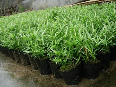 不超過(guò)2米高的竹子品種