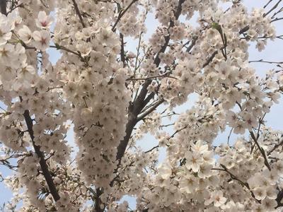 日本櫻花樹什么時候開花？花期多久？