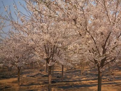櫻花樹(shù)幾年可以開(kāi)花？都有哪些品種？