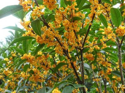 桂花樹(shù)苗是怎么培育出來(lái)的？