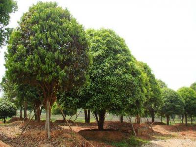 桂花樹(shù)苗圃中如何挑選好的樹(shù)苗？