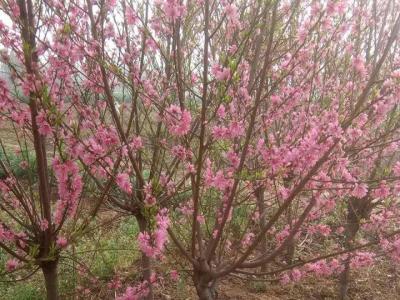 青葉碧桃開什么花？什么時候開花？