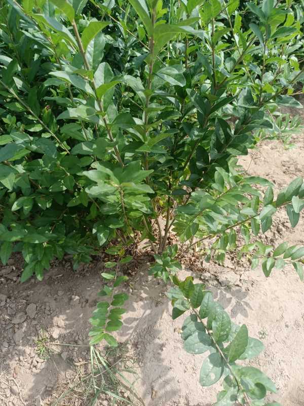 1730433067588243.jpg IMG_20220917_114816.jpg