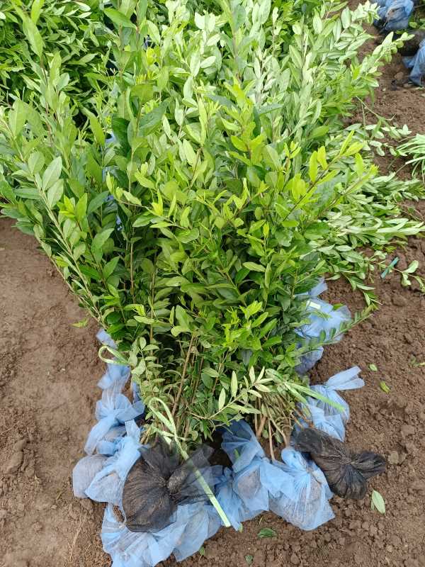 1730433276658629.jpg IMG_20220829_070804.jpg