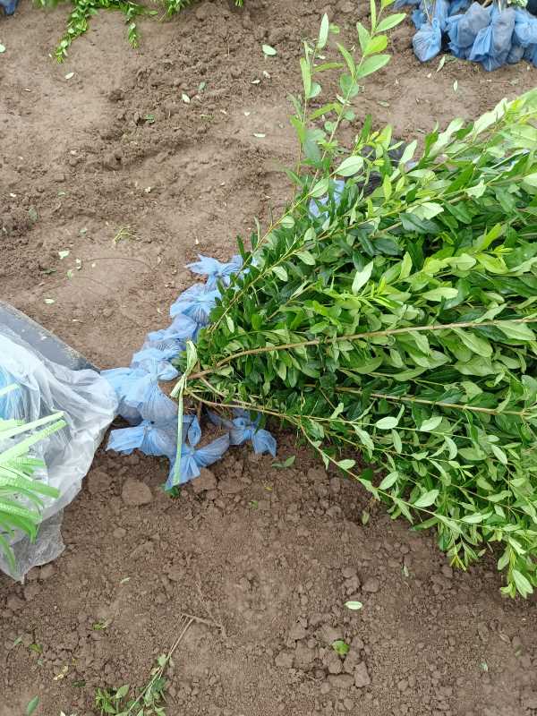 1730433391416881.jpg IMG_20220829_070808.jpg