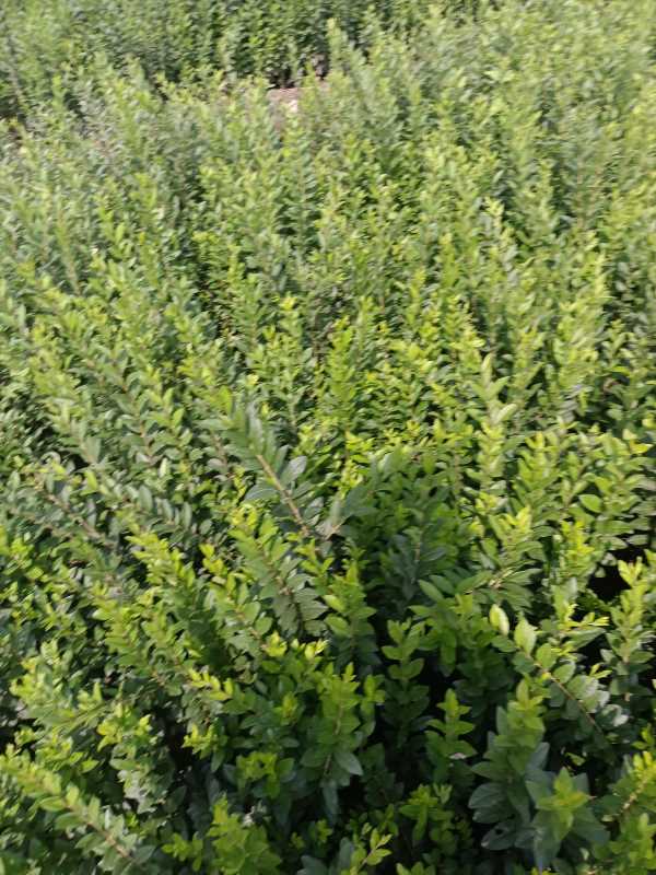 1730443904515903.jpg IMG_20220817_102140.jpg