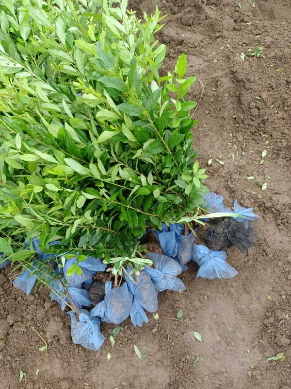 1730443998715874.jpg IMG_20220829_070814.jpg