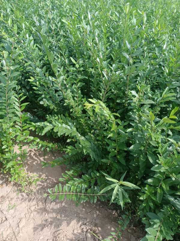 1730444130852508.jpg IMG_20220917_114718.jpg