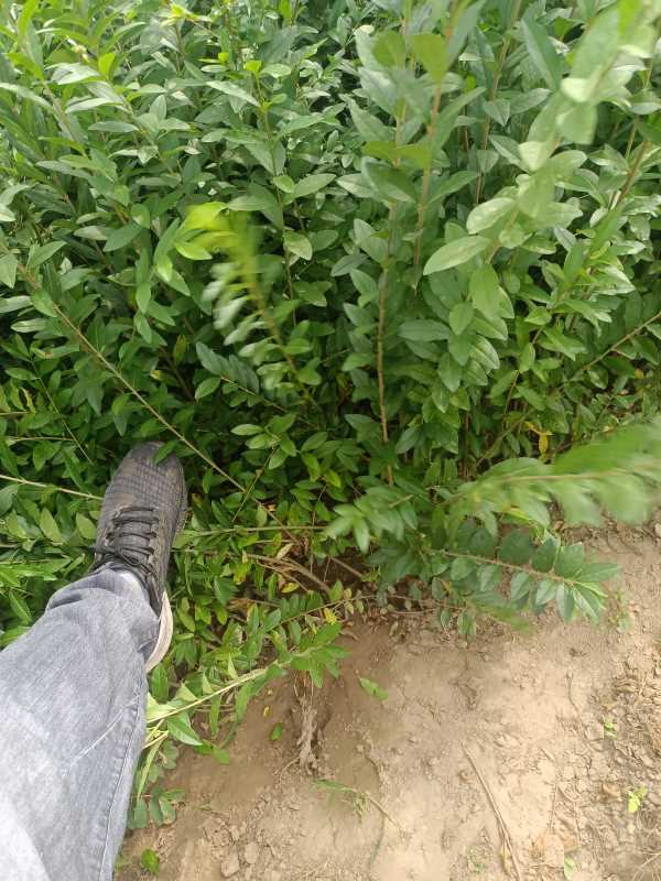 1730444336131623.jpg IMG_20220917_114732.jpg