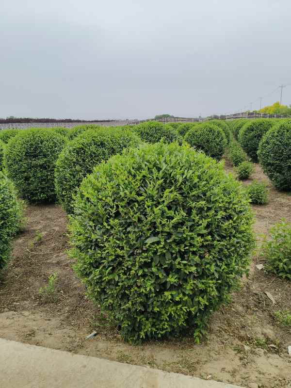 1730446832733488.jpg IMG_20230524_145056.jpg