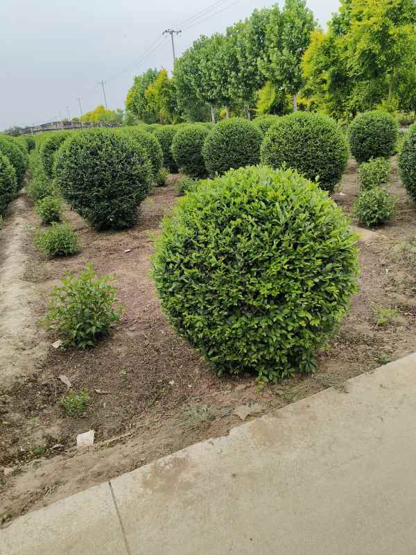 1730447068217534.jpg IMG_20230524_145058.jpg