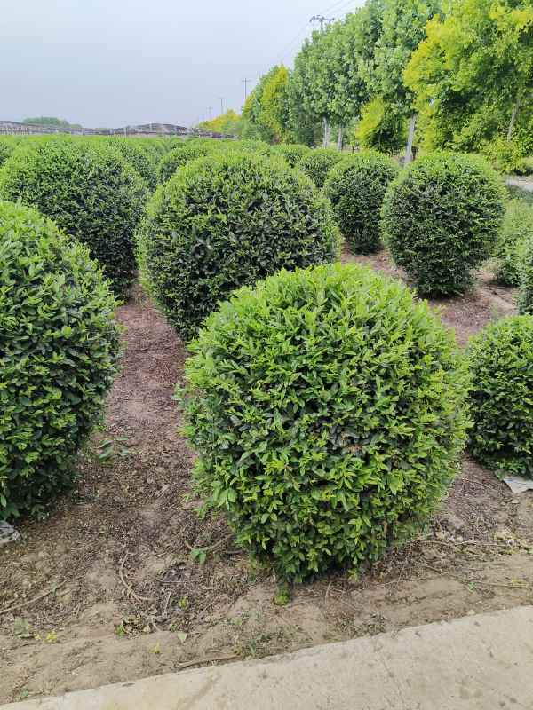 1730447595827881.jpg IMG_20230524_145105.jpg