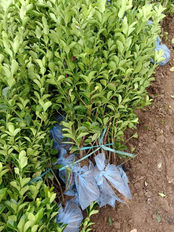 1730697181976140.jpg IMG_20220829_072127.jpg