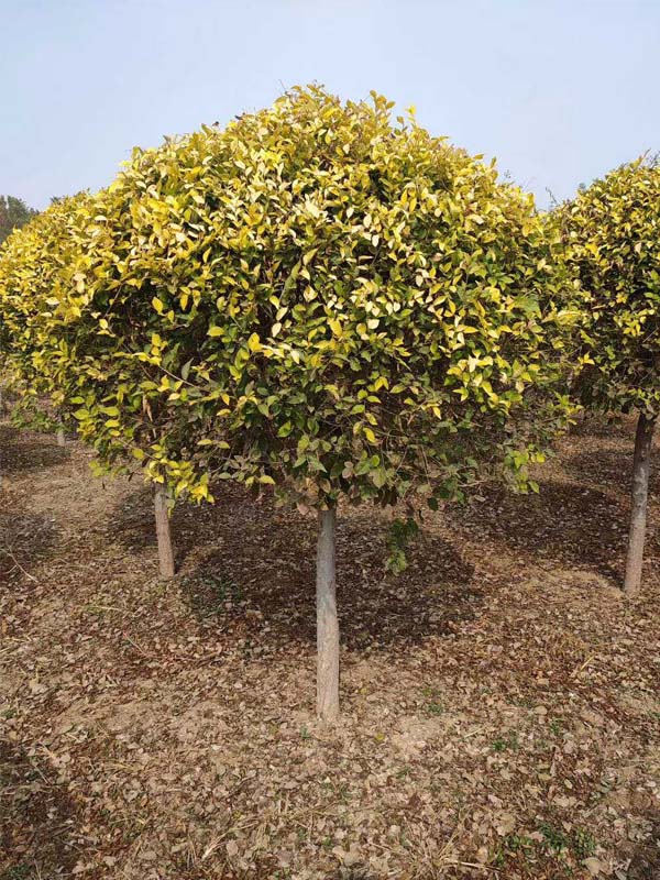 1730786030493567.jpg 32.jpg