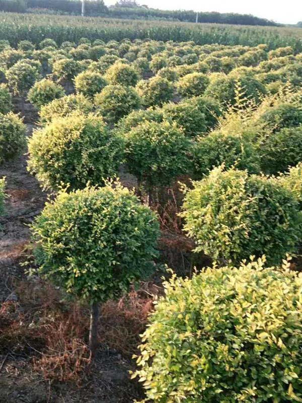 1730786113803055.jpg 31.jpg