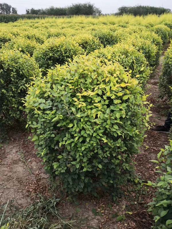 1730786219362155.jpg 30.jpg