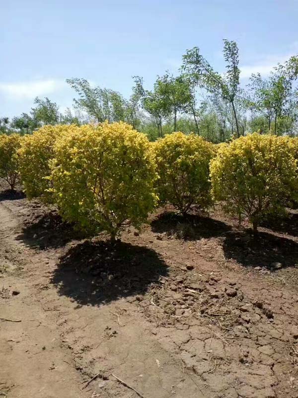 1730786839455918.jpg 25.jpg