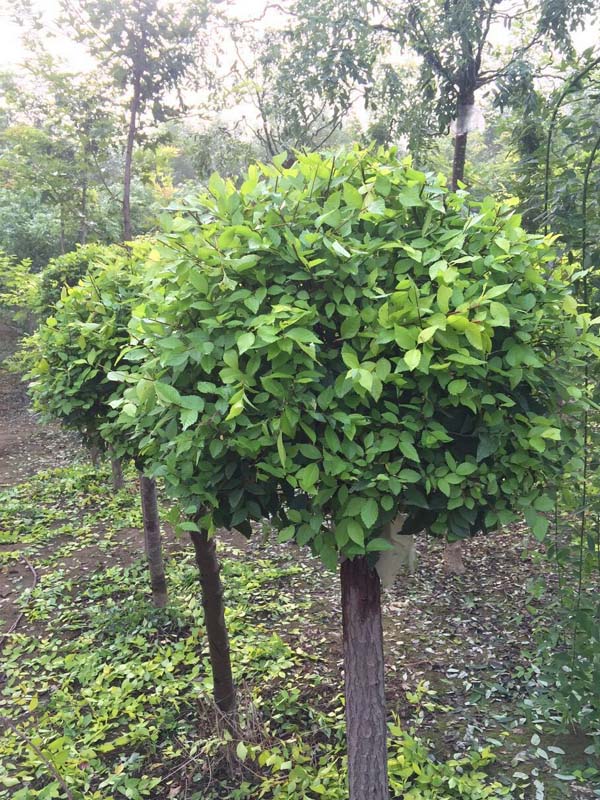 1730786959297942.jpg 24.jpg