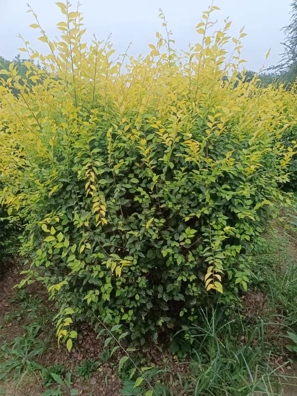 1730787264375695.jpg 21.jpg