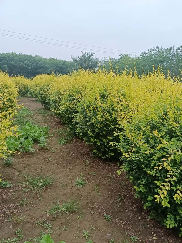 1730787500680591.jpg 19.jpg