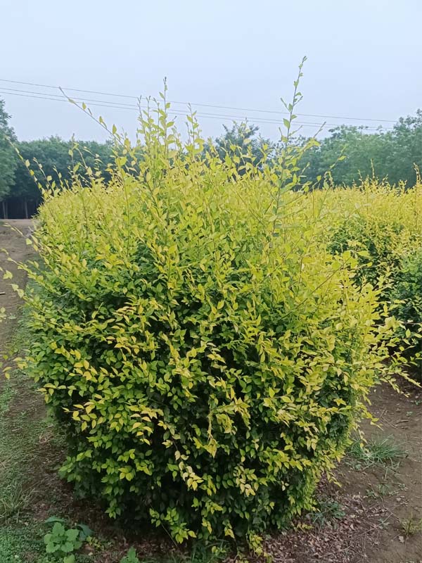 1730787622425778.jpg 18.jpg